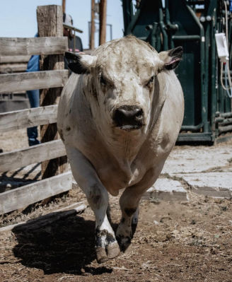 bull