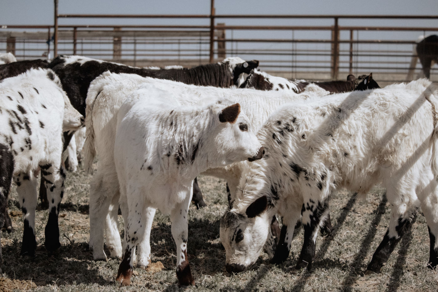 cows