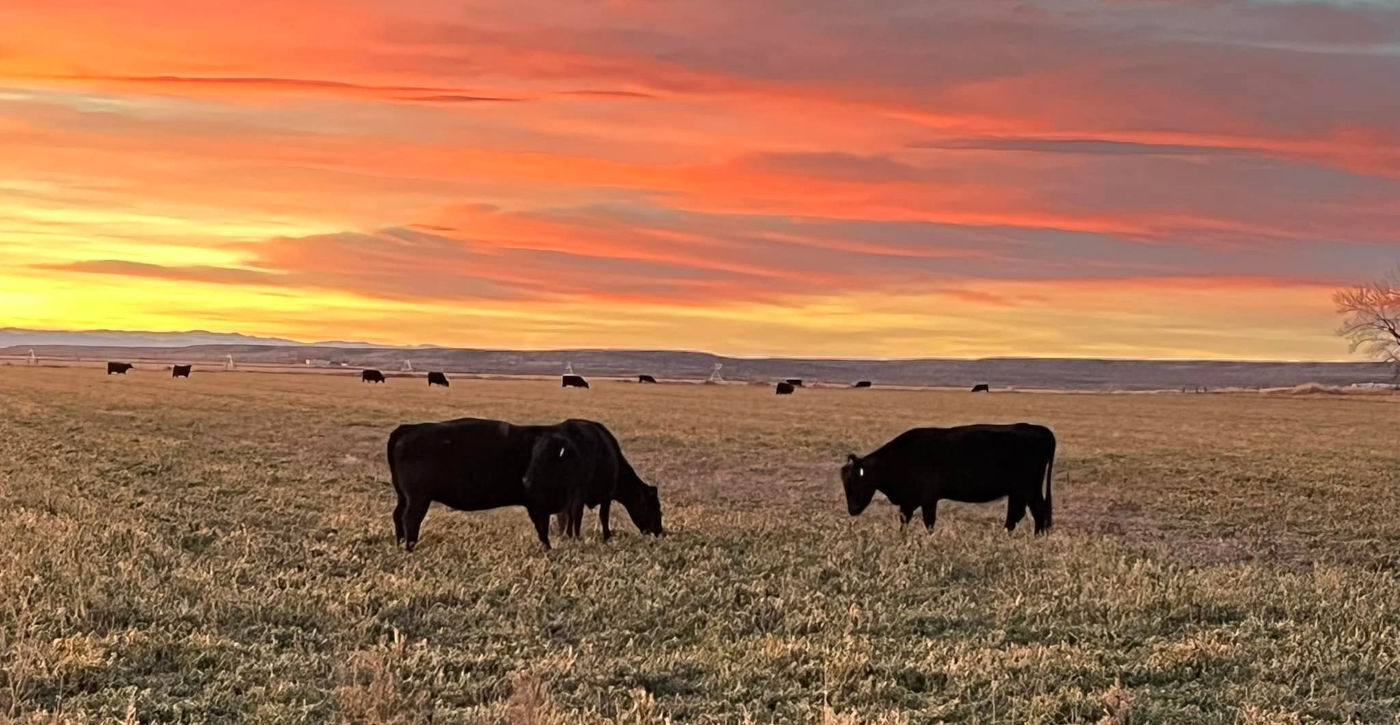 sunrisecows
